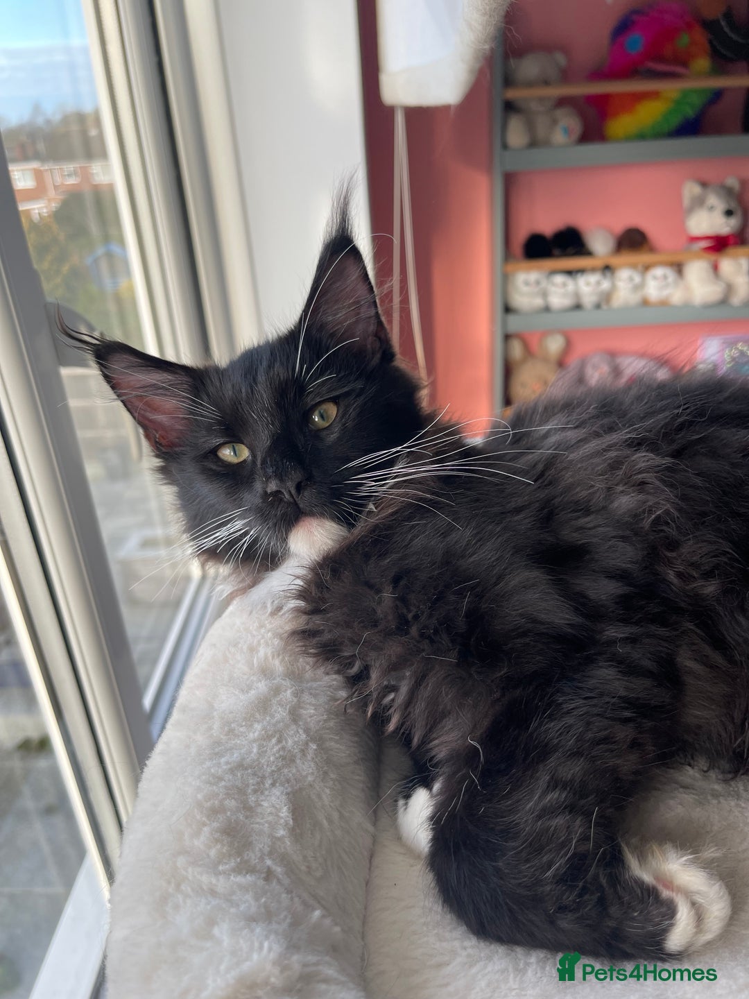 Maine Coon cats for sale: Mainecoons  - Advert 5