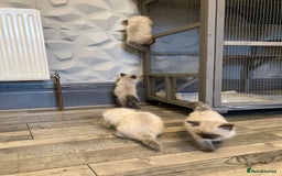 Ragdoll cats for sale: Ragdoll kitten  - Image 3