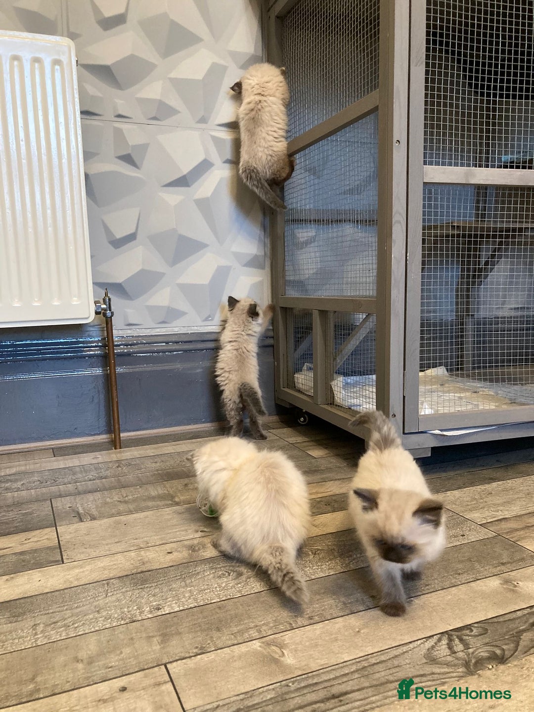 Ragdoll cats for sale: Ragdoll kitten  - Image 3