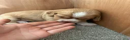 Cocker Spaniel dogs for sale: 6 Beautiful Cocker Spaniel Pups in Scarborough - Advert 5