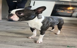 Boston Terrier dogs for stud: Wildax KC Boston terrier Stud - Image 1