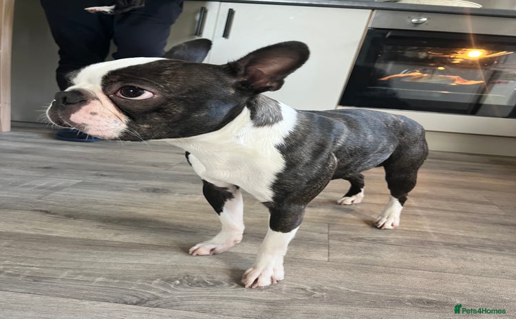 Boston Terrier dogs - Advert 1