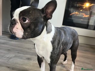 Boston Terrier dogs - Advert 11