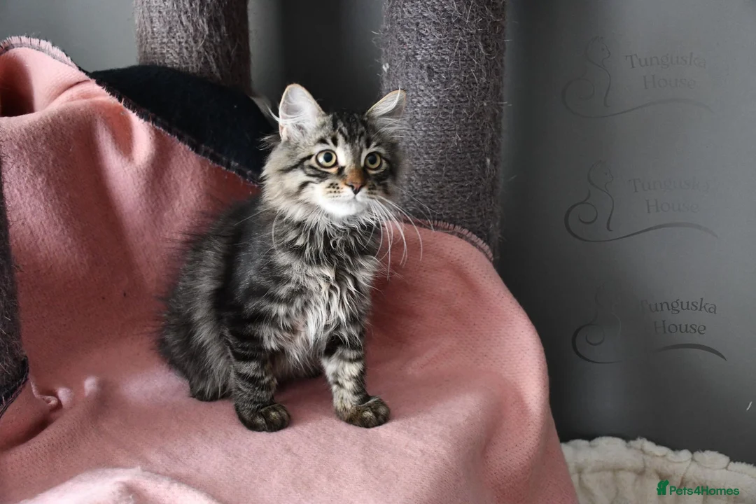 Siberian cats for sale: Siberian Kitens from Tunguska House Cattery - Advert 34