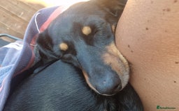 Miniature Dachshund dogs for sale: Looking for a new home 4 yro Miniture Daschund  - Image 3