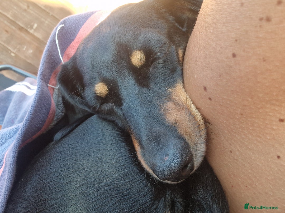 Miniature Dachshund dogs for sale: Looking for a new home 4 yro Miniture Daschund  - Image 3
