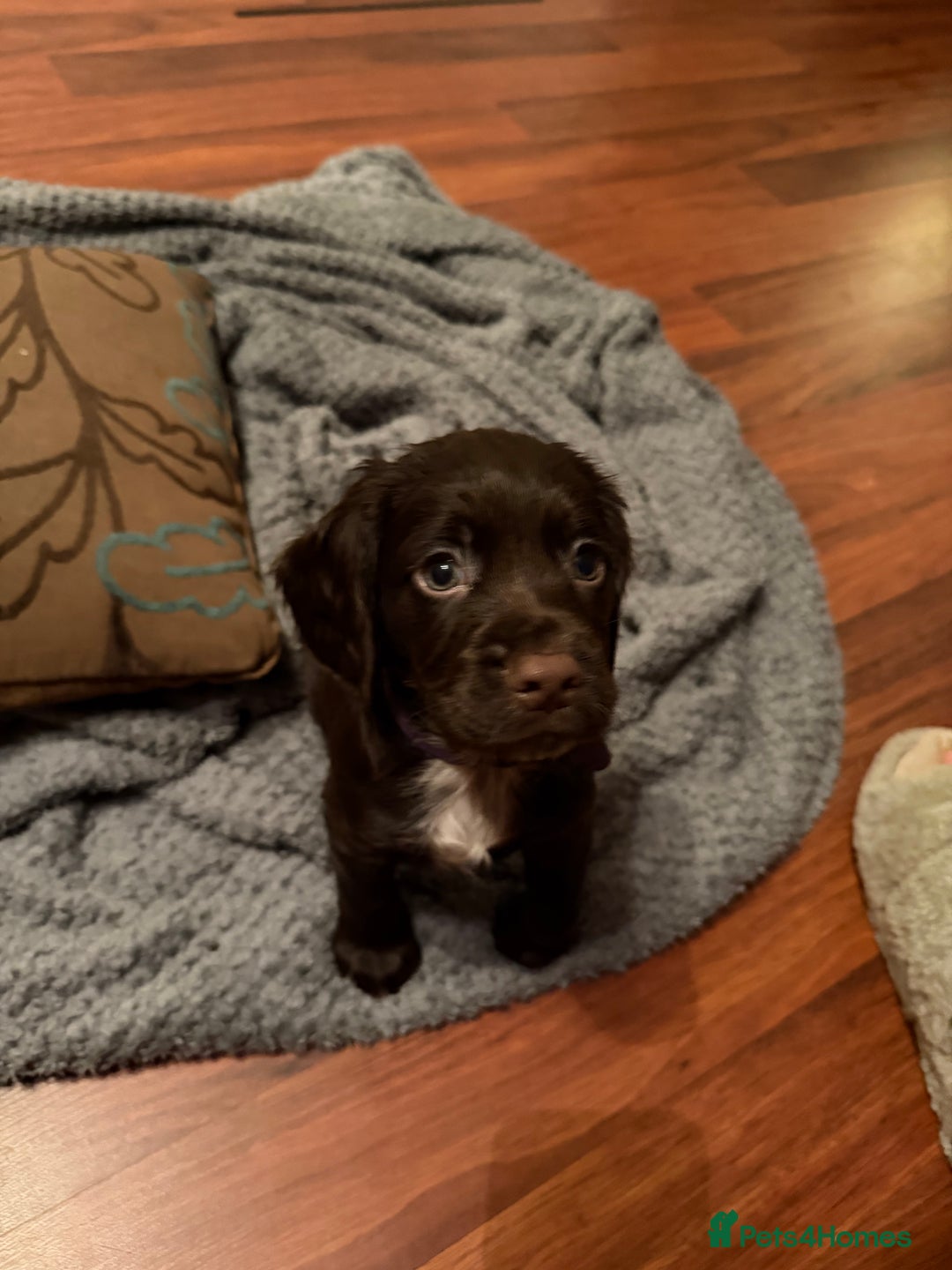 Cocker Spaniel dogs for sale: KC Registered Working Cocker Spaniels  - Advert 13