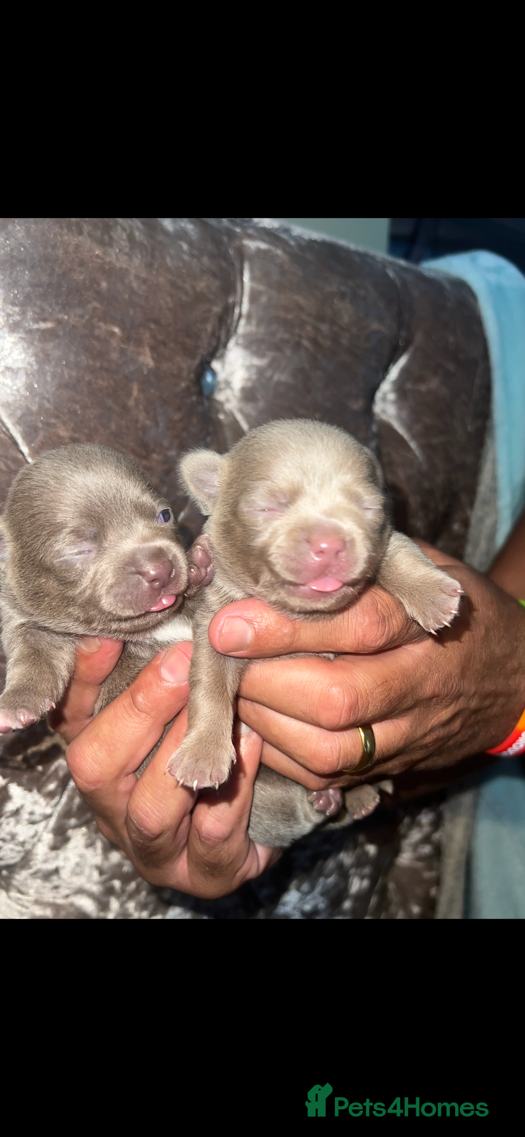 Chihuahua dogs for sale: Chihuahua puppy’s blue and lilicas  - Image 3
