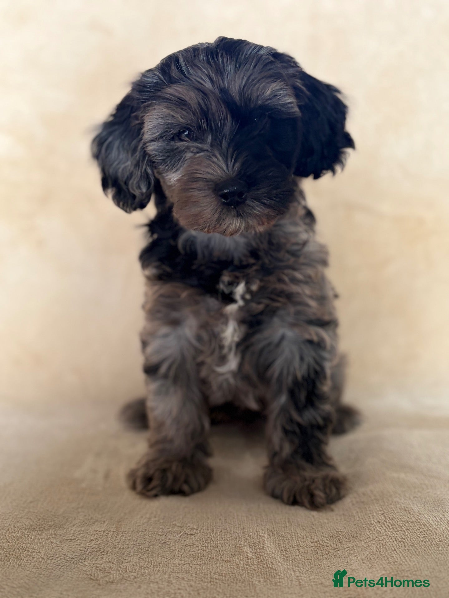 Cockapoo dogs Unique and exquisite pups  - Advert 2
