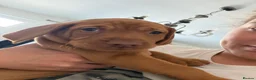 Hungarian Vizsla dogs for sale: KC reg vizzla puppy  - Advert 4