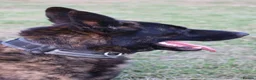 Belgian Shepherd Dog dogs for sale: DH male  - Advert 17