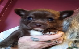 Chihuahua dogs for sale: Chihuahua boy puppy  - Advert 2