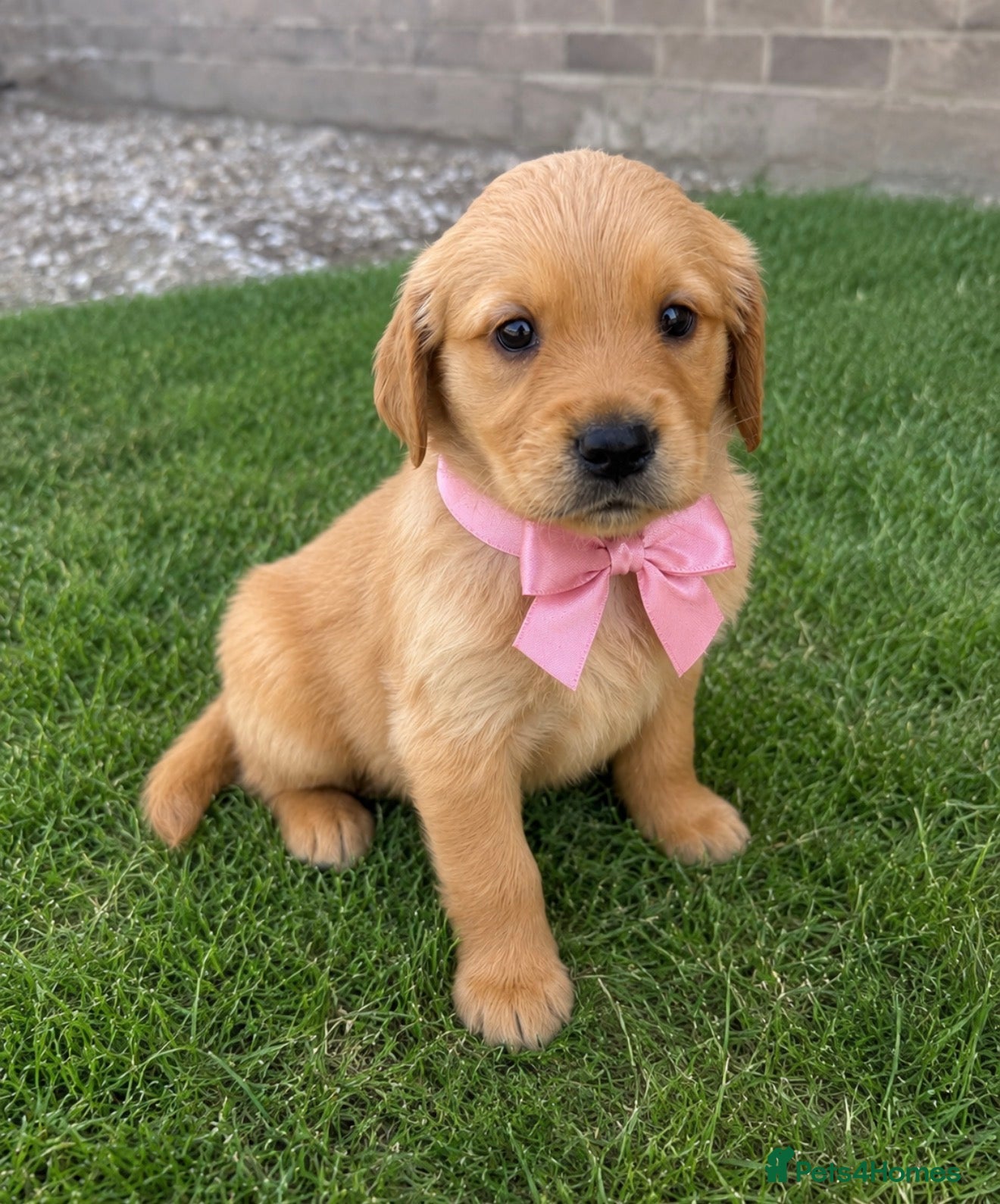 Golden Retriever dogs KC Dark Golden Retrievers 🧬 Health Tested Parents - Advert 2