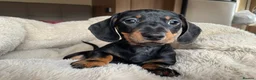 Miniature Dachshund dogs for sale: Beautiful litter of miniature daschunds  - Advert 8