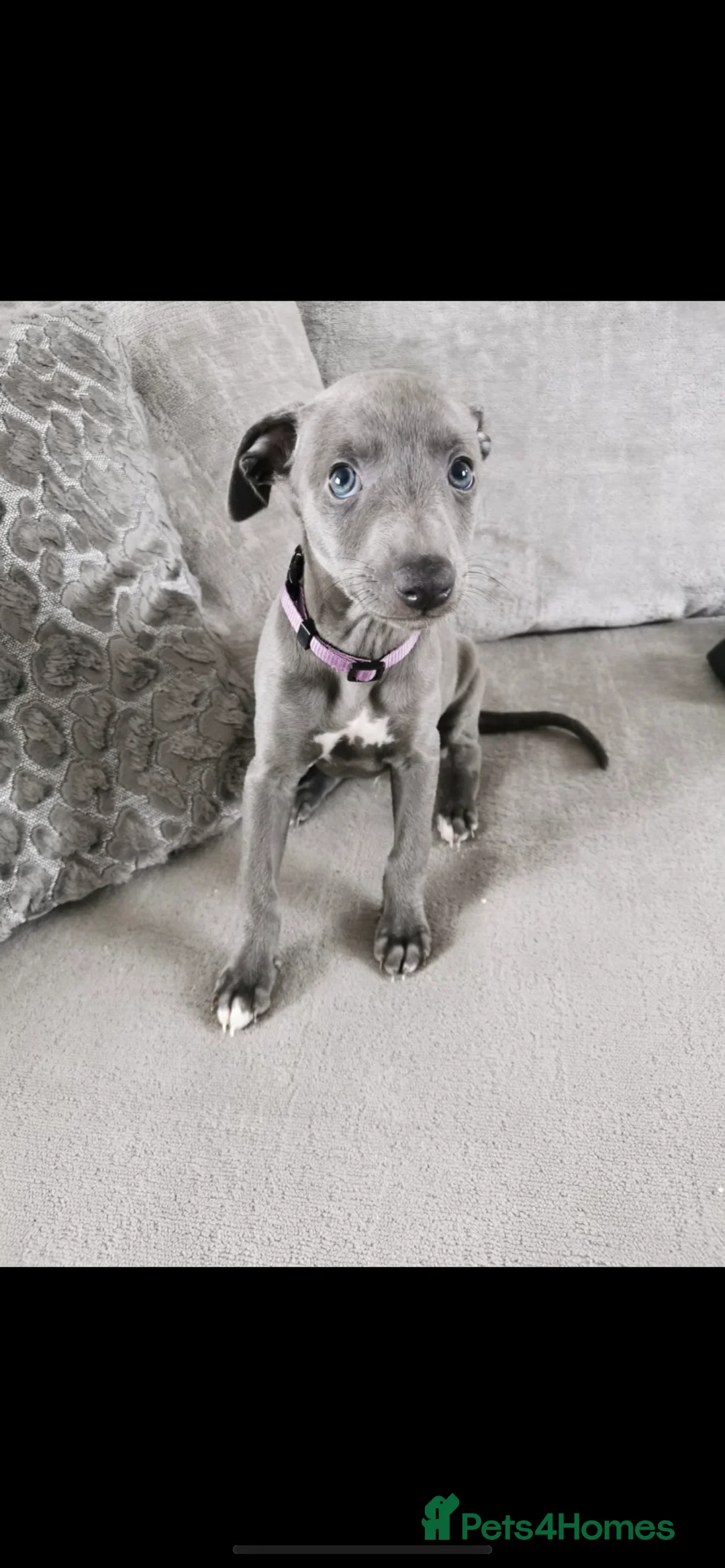 Whippet dogs for stud: KC Registered Blue Whippet Proven Stud Dog in Barnsley - Advert 11