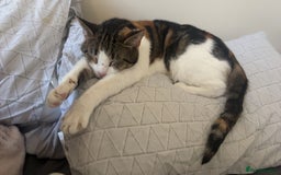 British Shorthair cats for sale: Gorgeous 8yr old female cat for sale - Image 7