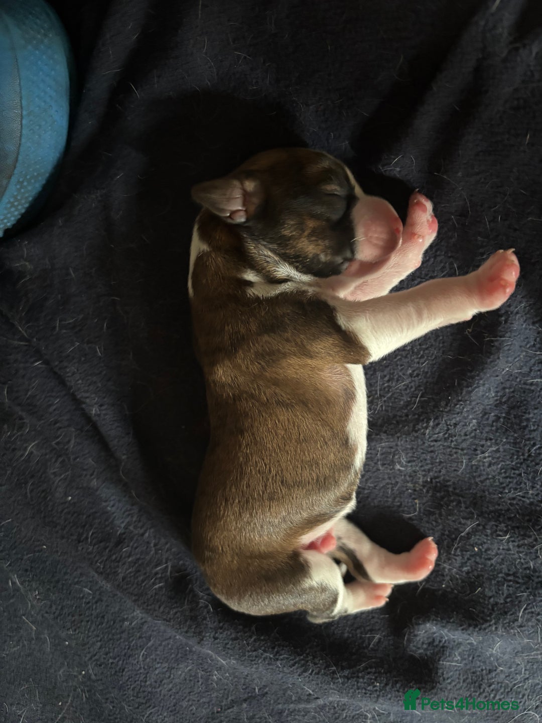 Cocker Spaniel dogs for sale: Beautiful cocker puppies  - Image 16