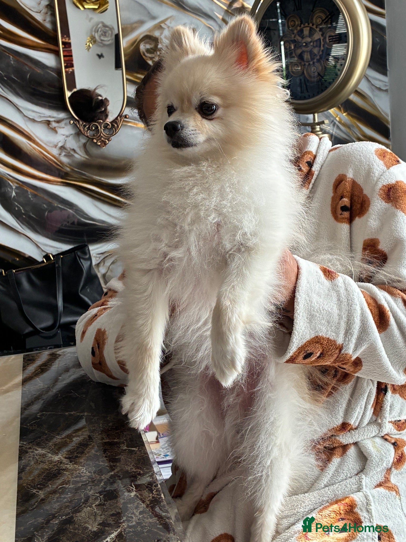 Pomeranian dogs     Stunning Cream Male Pomeranian – 1.5 Years Old - Advert 1