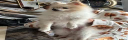 Pomeranian dogs for stud:     Stunning Cream Male Pomeranian – 1.5 Years Old in Wolverhampton - Advert 1