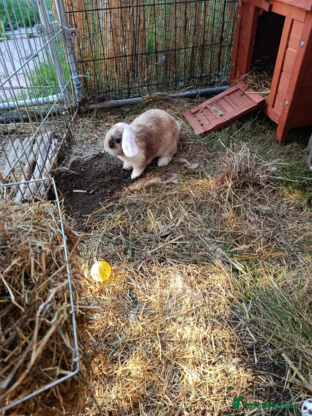 Mixed Breed rabbits for sale: Bonded rabbits - Advert 6