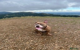 American Bully dogs for sale: American pocket bully - Image 3