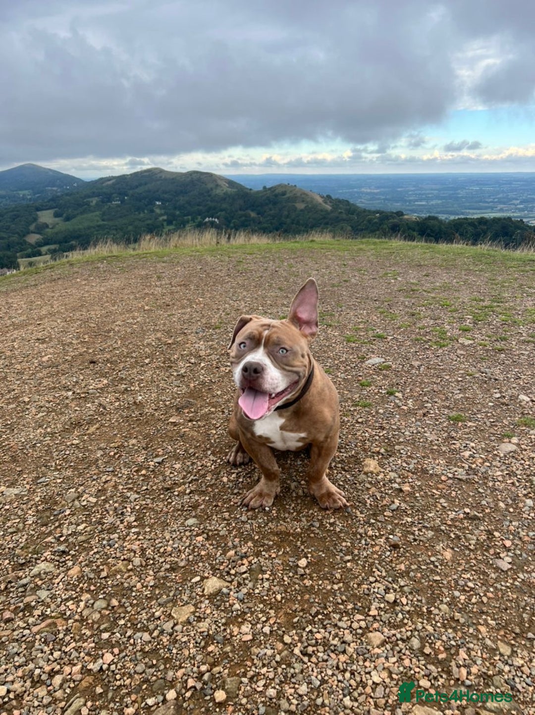 American Bully dogs for sale: American pocket bully - Image 3