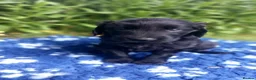 Flat coated Retriever dogs for sale: RKC registered Flat Coated Retrievers - Advert 3