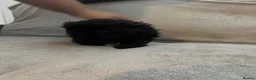 Shih Tzu dogs for sale: Black girl Shih Tzu pup - Advert 7