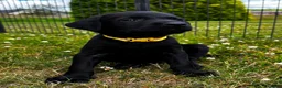Labrador Retriever dogs for sale: KC Reg Puppies, FTCH Bred with versatility in mind - Advert 13