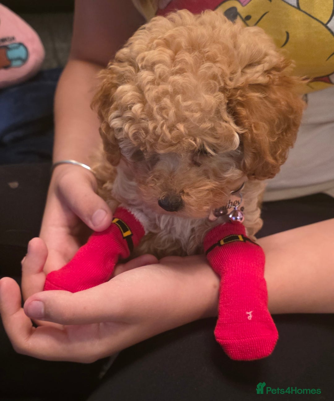 Toy Poodle dogs for sale: Beautiful toy poodle girl - Advert 5