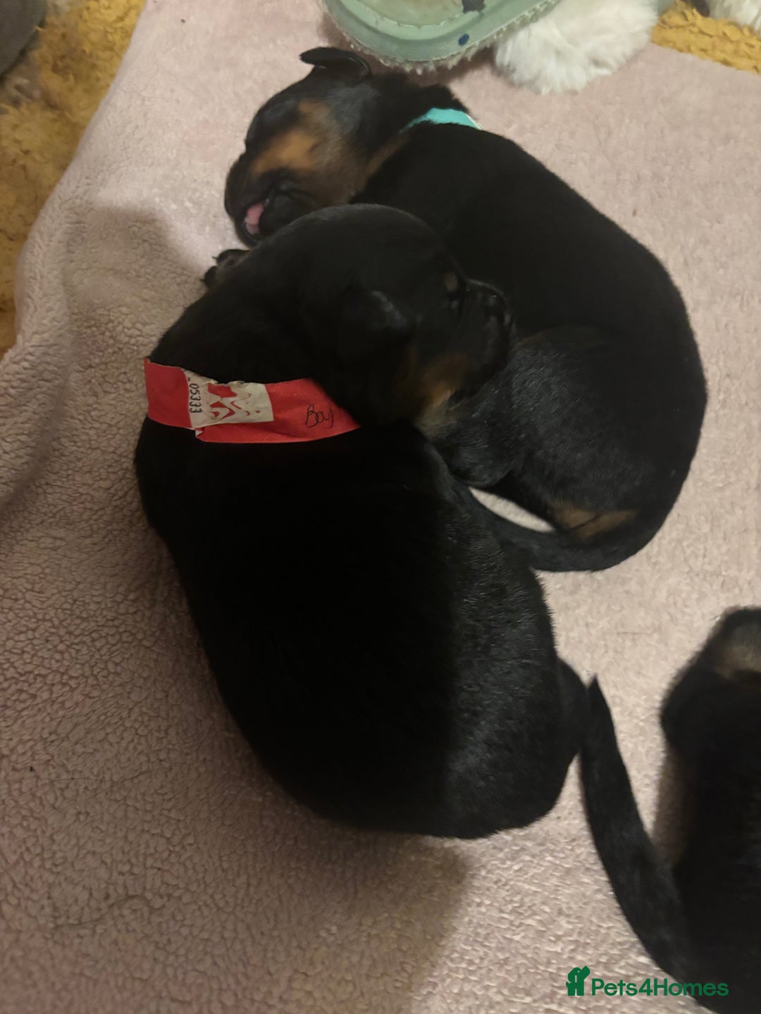 Rottweiler dogs for sale: *** Pedigree Rottweiler puppies*** - Advert 16