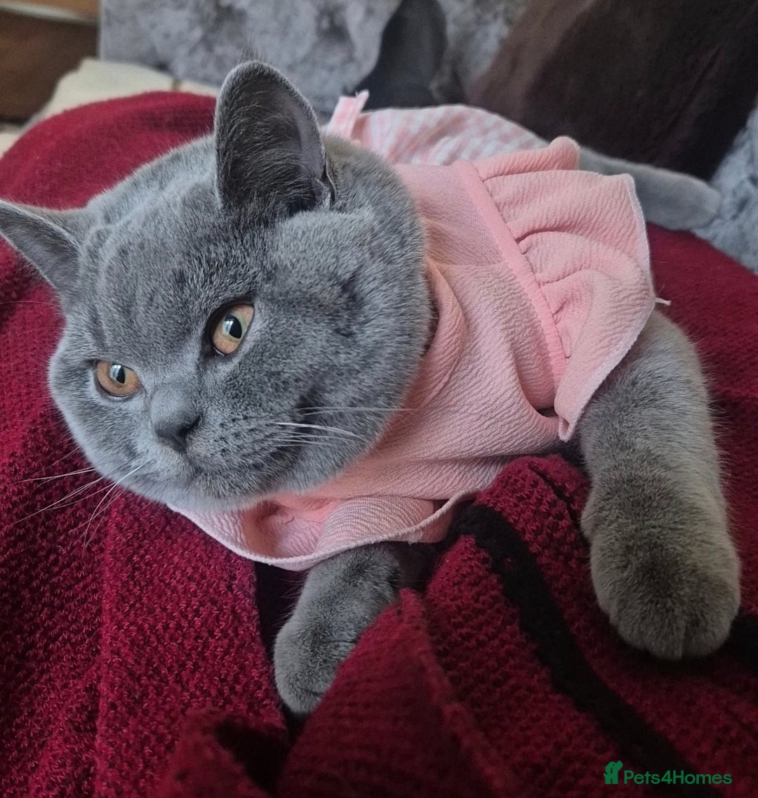 British Shorthair cats British Shorthair active Girl  - Advert 1
