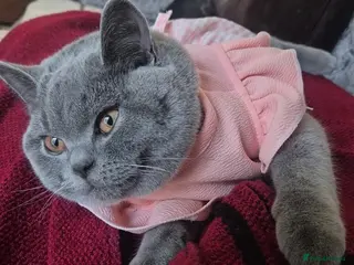 British Shorthair cats British Shorthair active Girl - Advert 1