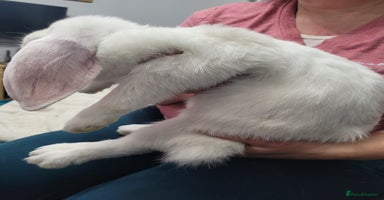 French Lop rabbits Pure Bred French Lop babies - Advert 12