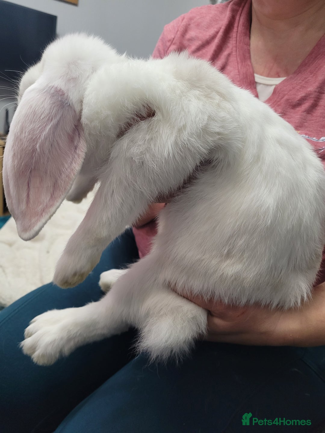 French Lop rabbits for sale: Pure Bred French Lop babies - Image 6