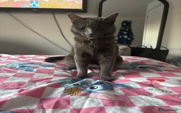 Domestic Shorthair cats for sale: Aurora blue domestic short hair  - Image 3