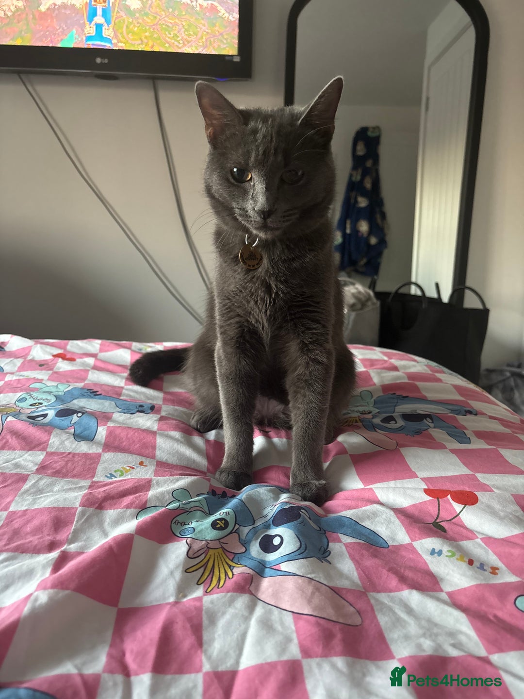 Domestic Shorthair cats for sale: Aurora blue domestic short hair  - Image 3