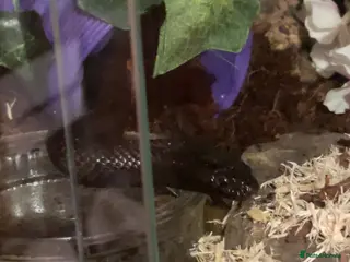 King Snake reptiles 5 Year old MBK - Advert 4