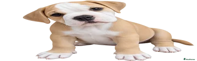 Olde English Bulldogge 8