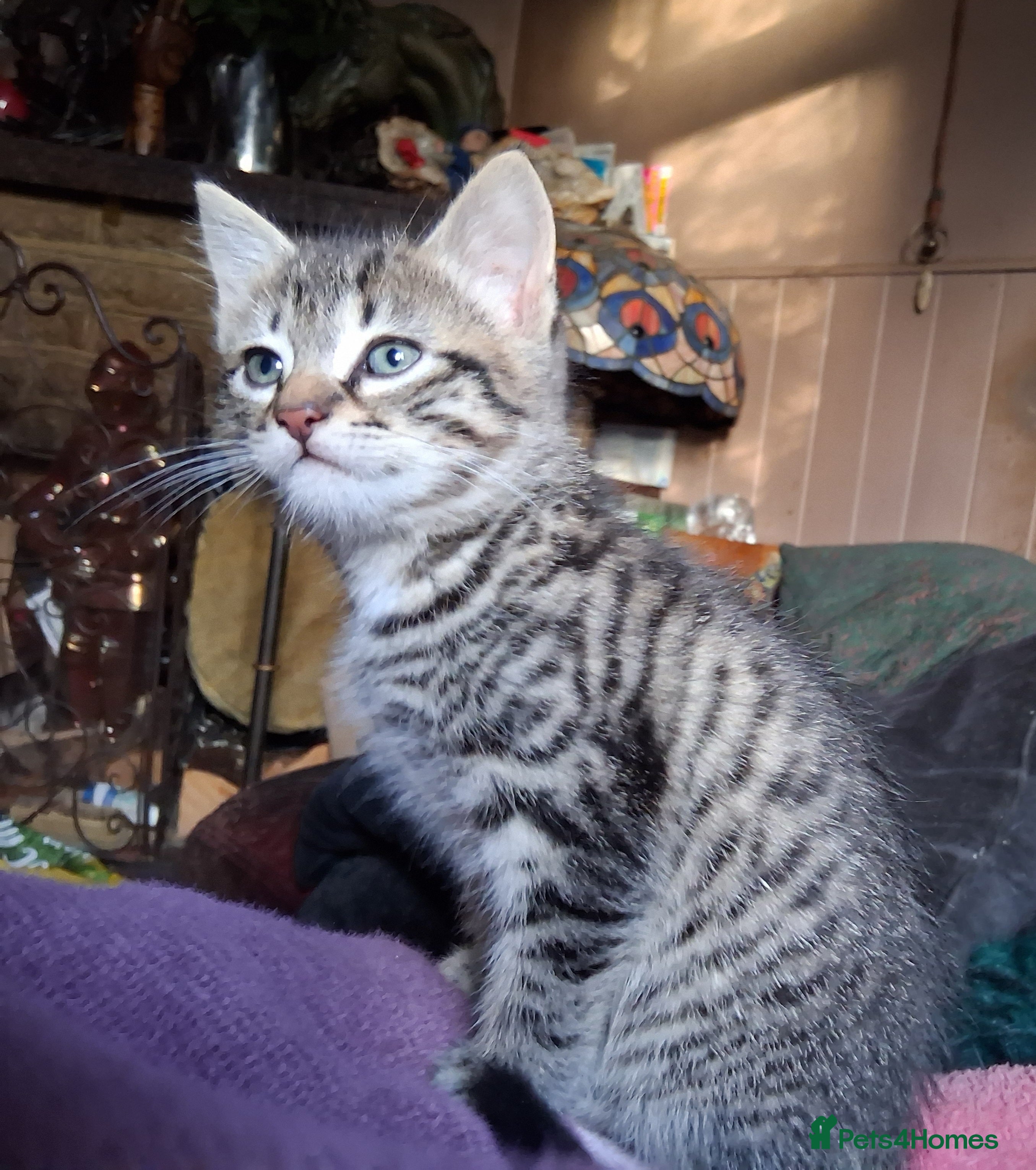 Mixed Breed cats ⭐️⭐️Stunning Russian Blue X Bengal Kitten ⭐️⭐️⭐️ - Advert 1