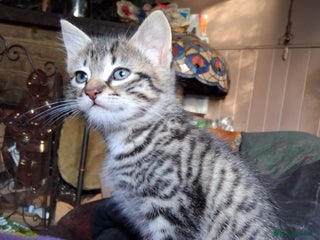 Mixed Breed cats ⭐️⭐️Stunning Russian Blue X Bengal Kitten ⭐️⭐️⭐️ - Advert 9