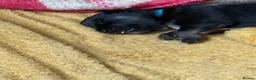 Mixed Breed dogs for sale: Labrador x Husky  - Advert 3
