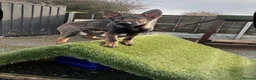 German Shepherd dogs for sale: ALFIE – THE ULTIMATE FAMILY PROTECTOR - Advert 2