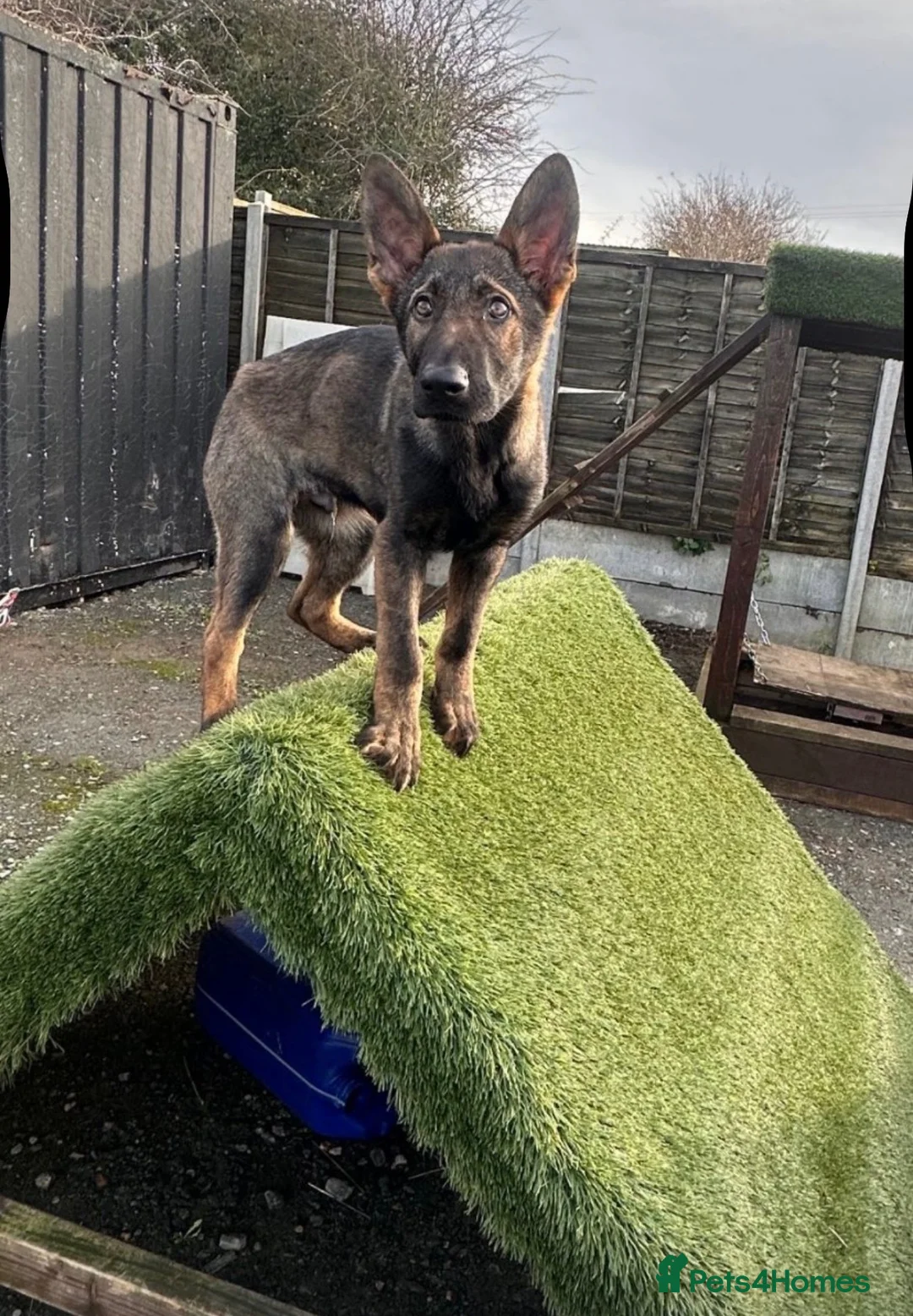 German Shepherd dogs for sale: ALFIE – THE ULTIMATE FAMILY PROTECTOR - Advert 2