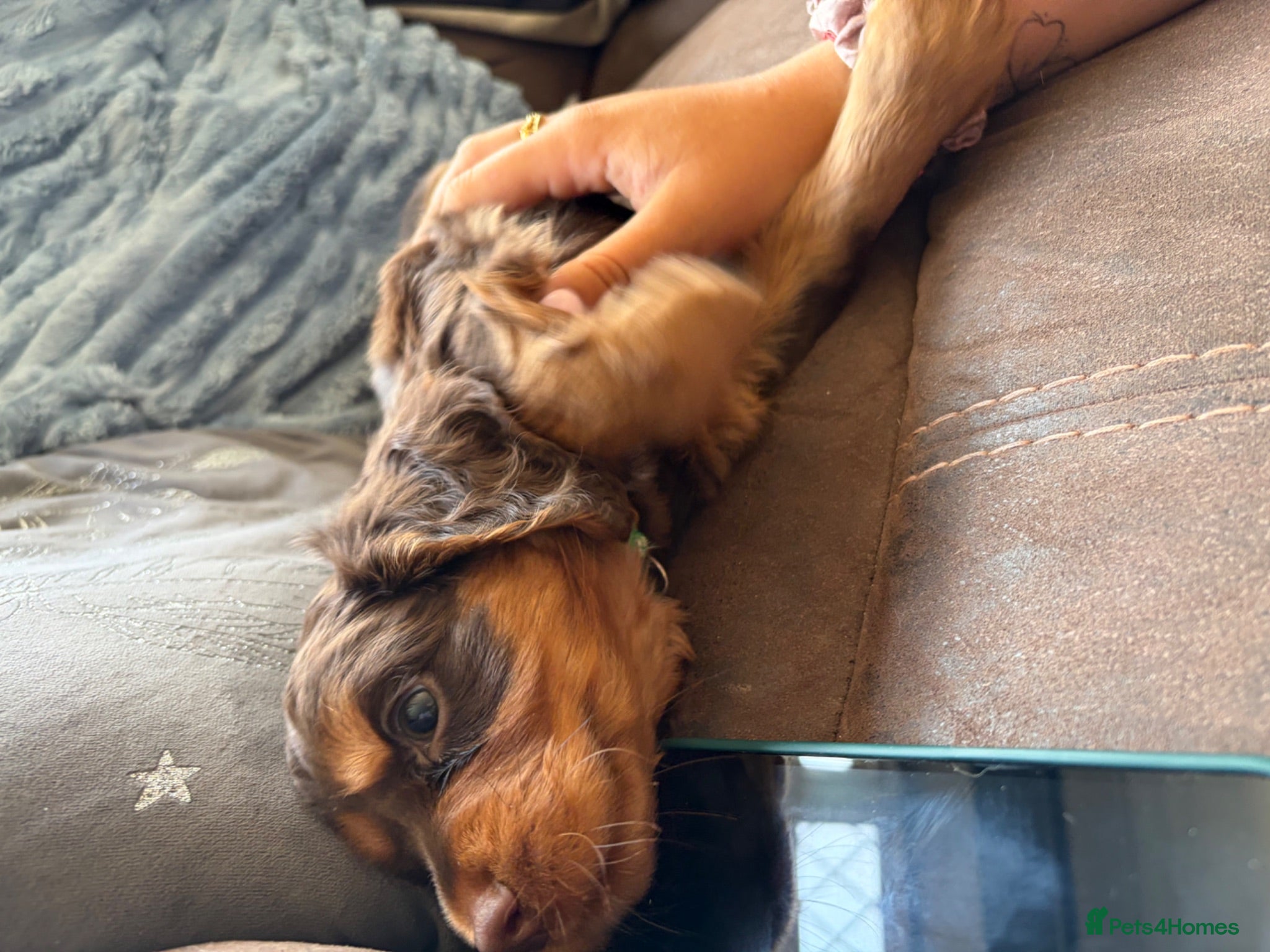 Cocker Spaniel dogs 🐶KC REGISTERED COCKER SPANIEL PUPPYS🐶 - Advert 1