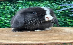 Mini Lop rabbits for sale: Mini lop babies 🌟 in Hartlepool - Image 10