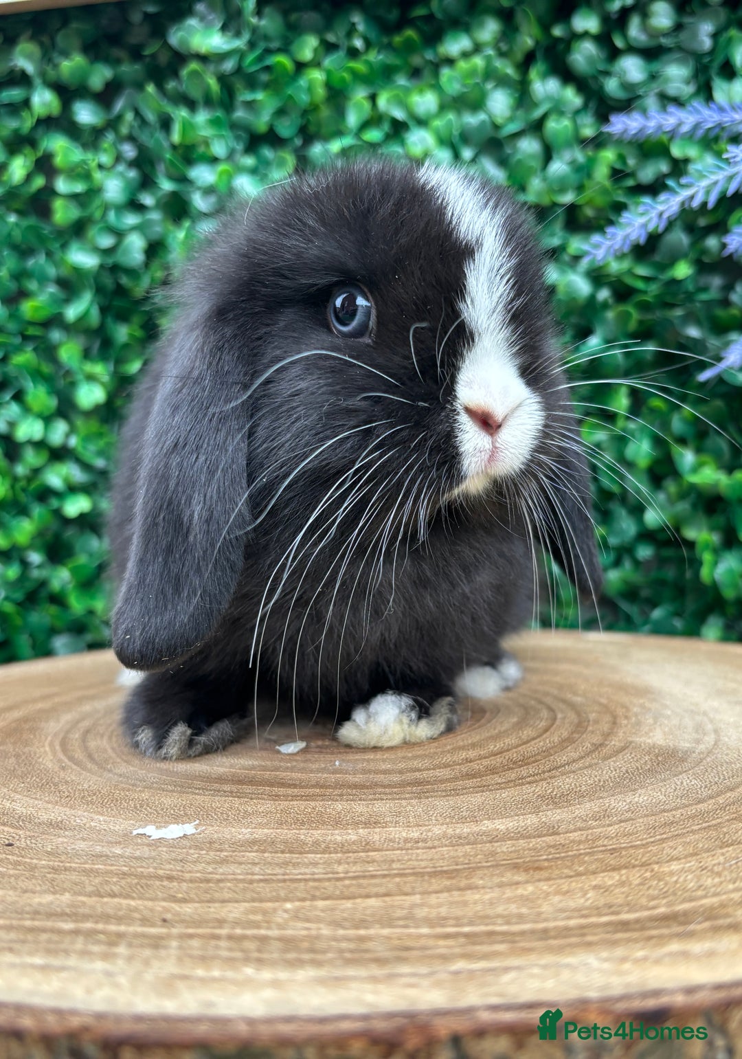 Mini Lop rabbits for sale: Mini lop babies 🌟 in Hartlepool - Image 10