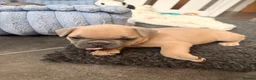 French Bulldog dogs for sale: Beautiful KC Registered French Bulldog Puppies 🐾 - Advert 36