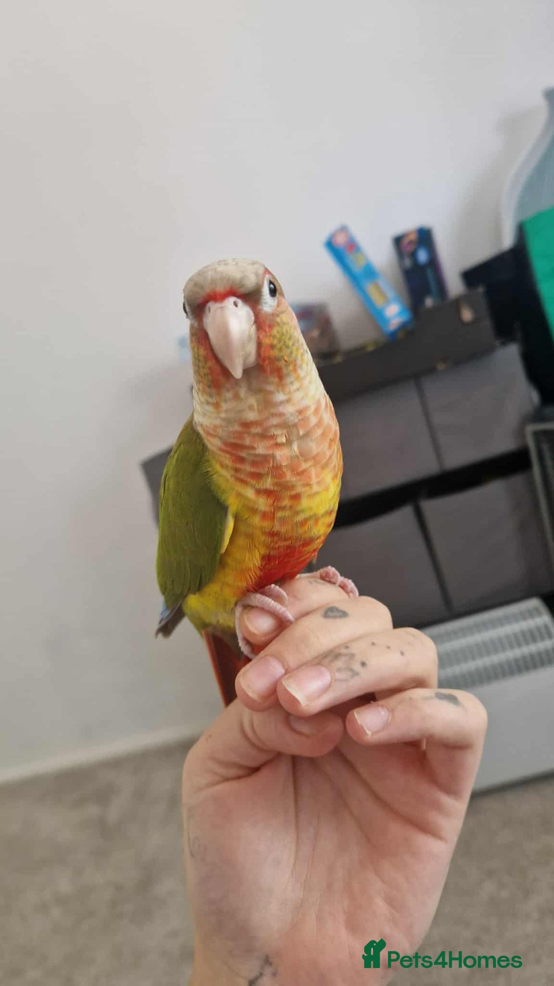 Conures birds for sale: 2 handreared conures looking for loving home. - Image 2