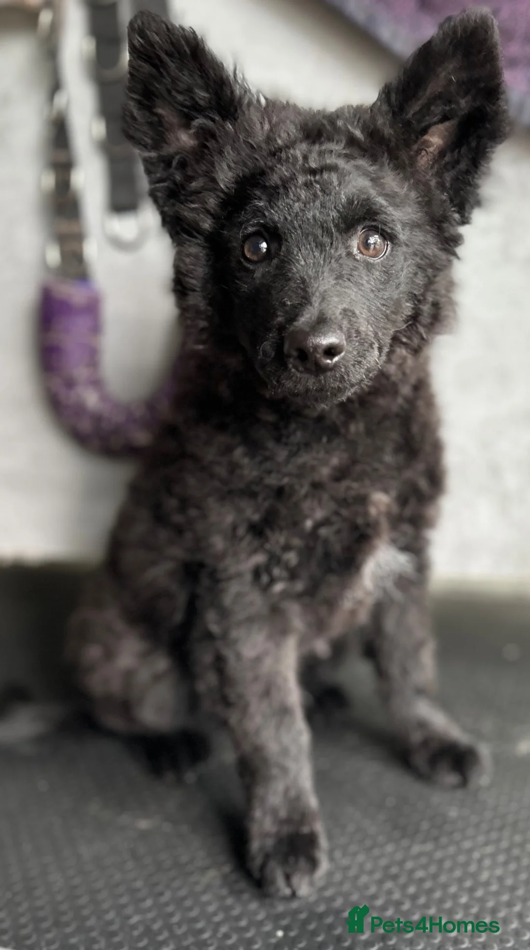 Mudi dogs for sale: KC registered Hungarian Mudi puppies  - Advert 2